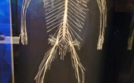 t3jj4lc0u3_____WhatsApp Image 2026-01-14 at 15.57.38 (1)