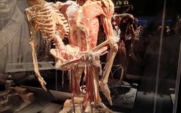 t3jj4lc0u3_____WhatsApp Image 2026-01-14 at 15.57.38 (1)