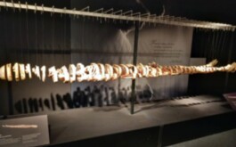 t3jj4lc0u3_____WhatsApp Image 2026-01-14 at 15.57.38 (1)