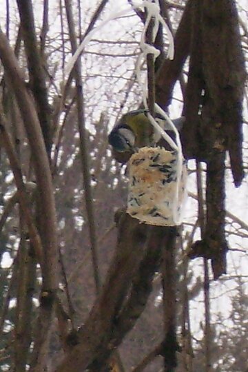 krmitka-sedma-trida-prosinec-2007_2.jpg