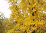 podzimni-kolo-botanicke-souteze-pamet-stromu-22-10-2012_7.jpg