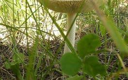 houby-na-nadvori-skoly-cervenec-2009_7.jpg