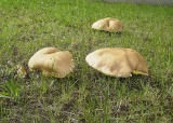 houby-na-nadvori-skoly-cervenec-2009_3.jpg
