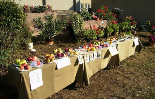 wlhpj5hrvo_den-otevrenych-dveri-skolni-zahrady-7-10-2009_1