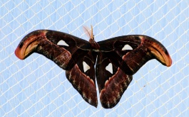 gi8fe9hjxm_exkurze-5-tr-do-botanicke-zahrady-praha_1